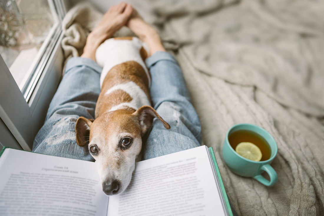 Dog Mom Shares Comforting Words for Anyone Grieving the Loss of a Pet